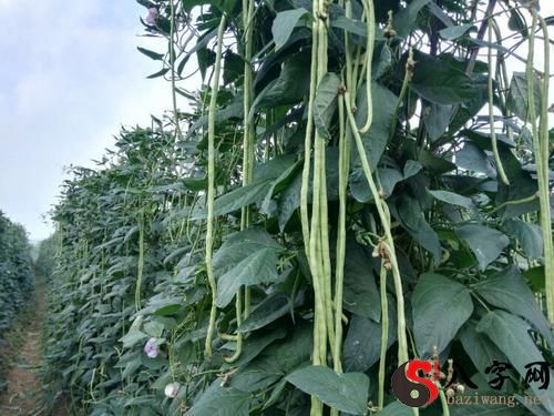 Dreaming of stealing and picking beanstalks