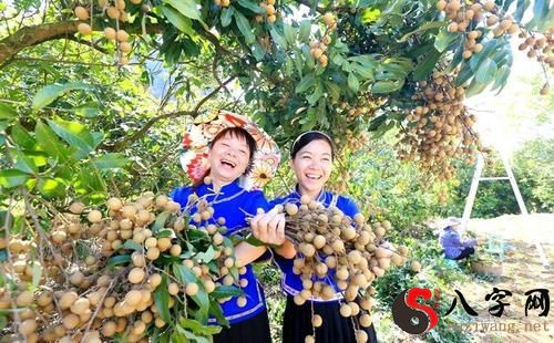 Dreaming of picking ripe fruit to eat