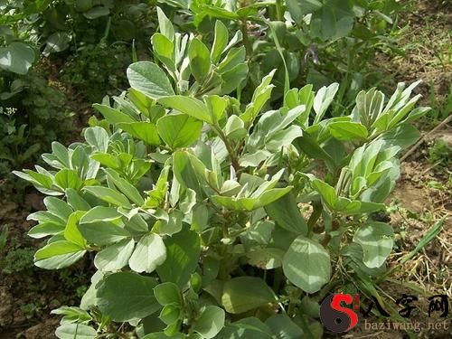 Dreaming of fava bean seedlings