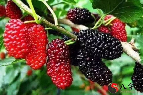 Dreaming of graves with mulberries