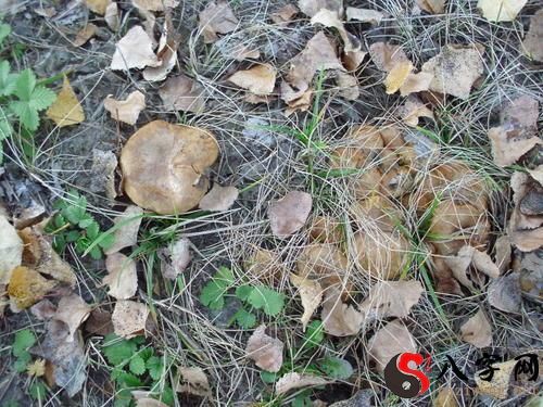 Dream of picking mushrooms in the mountains