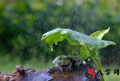 Dreaming about rain leaks