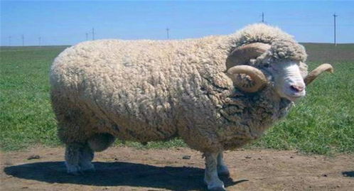 Sheep eight character lack of water and earth life of the girl's name (sheep's lack of water can be called a name with water)