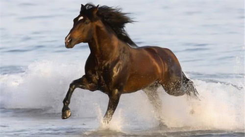 What is the life of a horse in the year 02? What are the five elements of the five elements of the five elements of the five elements of the five elements of the five elements of the five elements of the five elements of the five elements of the five elements of the five elements of the five elements of the five elements