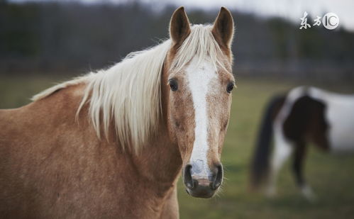 Horse's 2023 Birth Boy and Girl