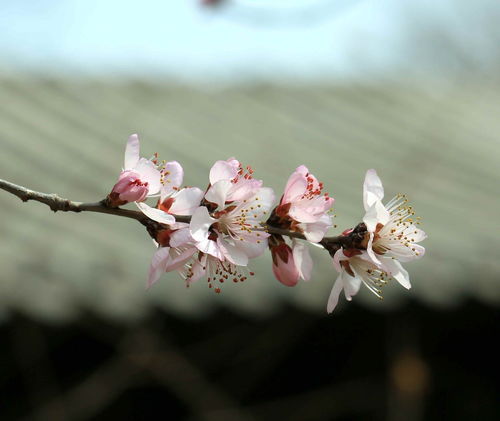 2023 Horse Peach Blossom