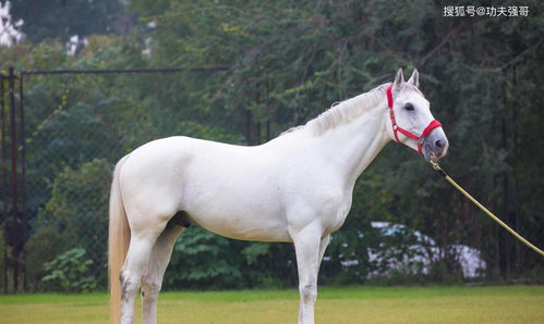 Luck of the Horse in September