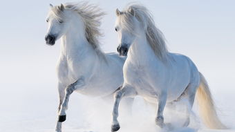 Fate after 1966 Horse