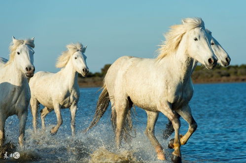 Relationship Horoscope for the Horse in 2023