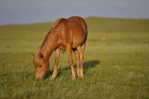 How old is a Horse in 2023