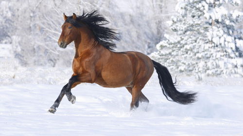 Horse's perfect match