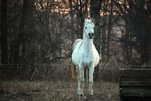 Is this year's luck good for the second half of the year for the Horse