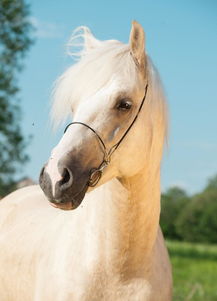 What is the fate of the 1967 Horse