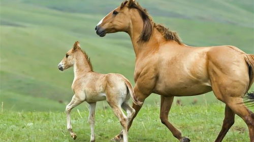 What is the life of a female Horse?