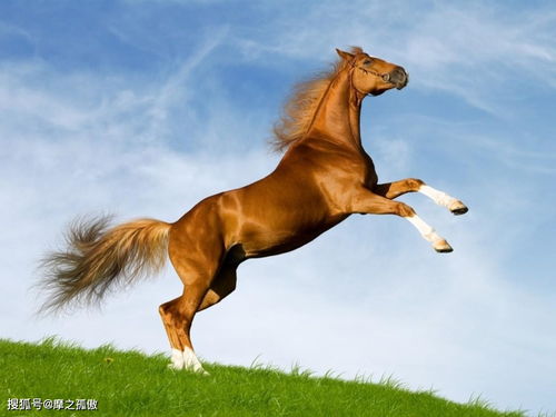 What are the five elements of the 1966 Horse?