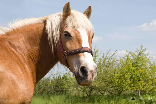 Monthly Horoscope 2023 for 78 Years Horse Man