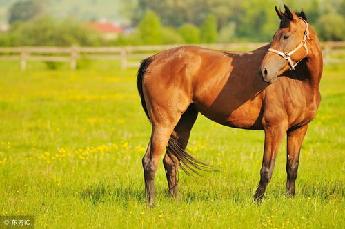 What is the life of a woman who was born in May 1978 as a Horse?