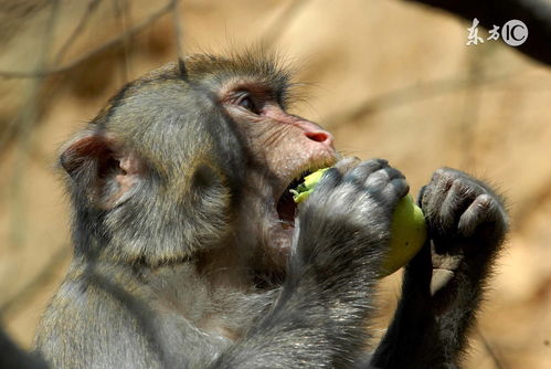 What is the five elements of a 68 year old monkey?