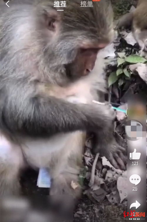 96 year old male rat 92 year old female monkey compatible?