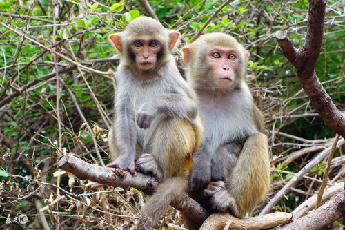 2024 Monkey Yearly Horoscope for Women