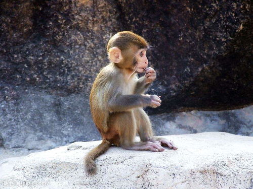 What is the suitable profession for a monkey boy in 2004