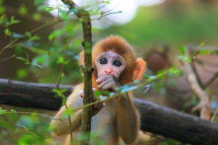 Monkey's Lucky Numbers