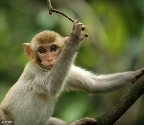 What is the life of a Monkey in 2004