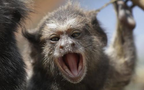 What month is good for a Monkey to be born