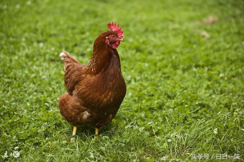 1993 Rooster 2023 Great Joy