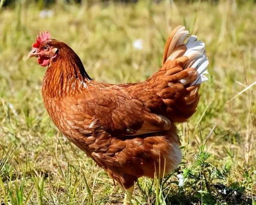 Is the 1993 Chicken compatible with the 93 Chicken?