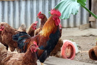 1969 What is the five elements of the Rooster lacking?