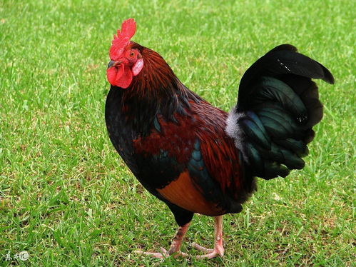 How is the 1969 Rooster's luck at 53?