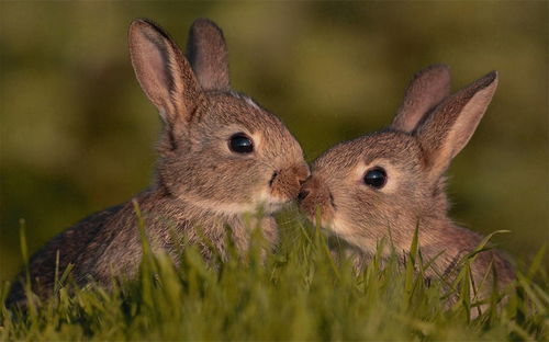 Are 63 years old Rabbit and 81 years old Rooster compatible?