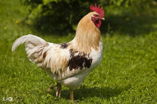 What is the fate of a Rooster in June 1981?