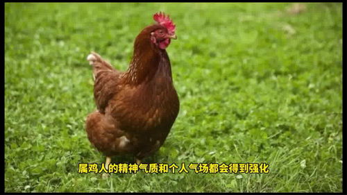 Rooster June Horoscope 2023
