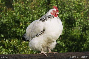 What is the life of a Rooster on November 26, 1981?