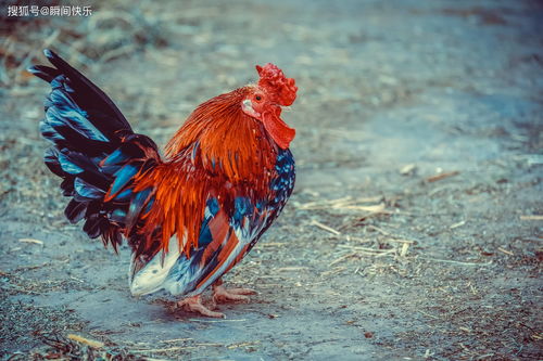 What is the life of a Rooster 1981 Male Marriage