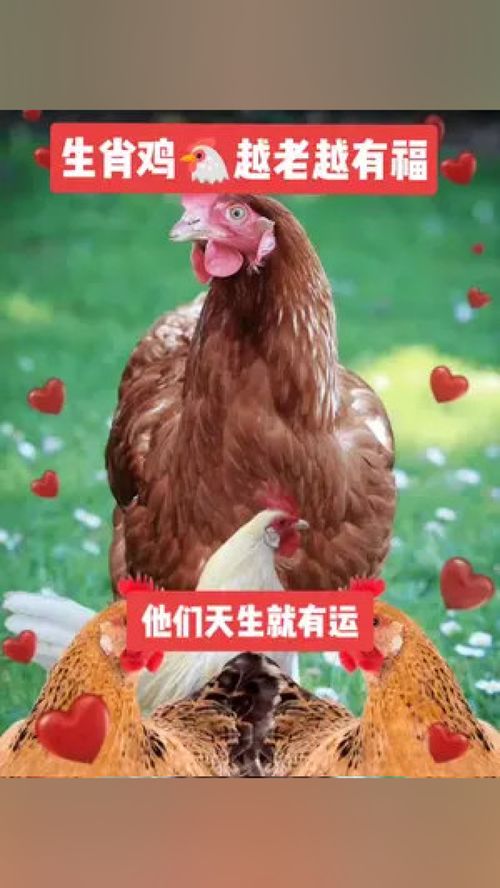 12 Rooster Women