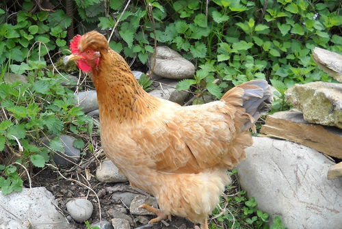 How old is a 1957 Rooster?