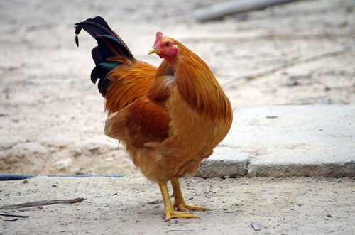 2005 Rooster Boy Suitable Occupation