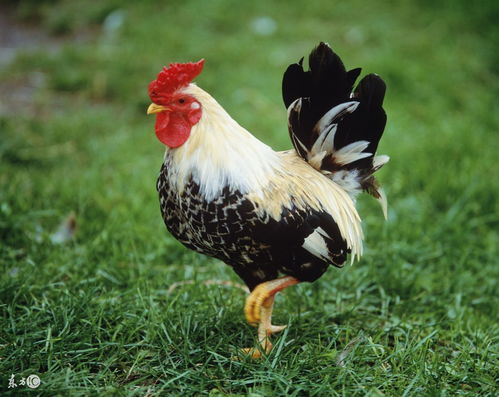 2023 Rooster's Lucky Colors