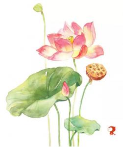 Botanical stars of the summer solstice