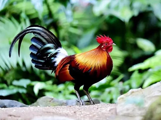 How will the 1981 Rooster's luck be in 2024?