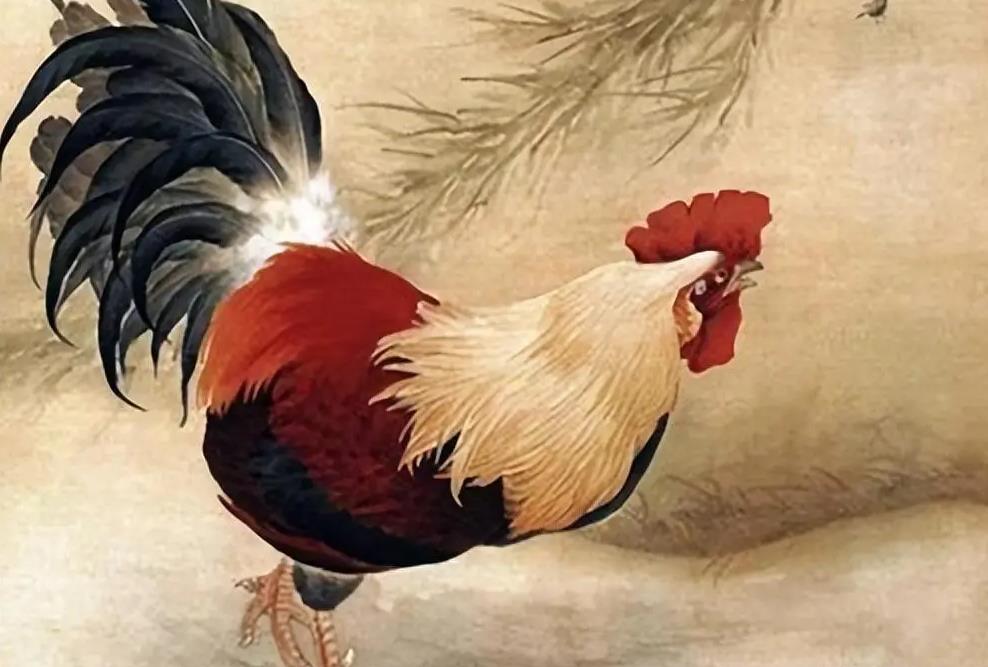 1981 Rooster Capricorn Boy