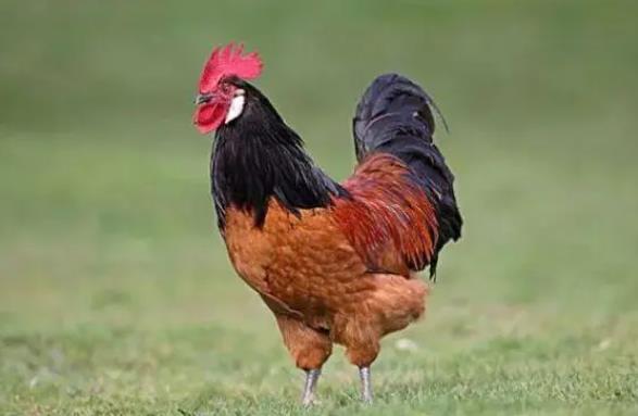 1993 Rooster Matching Chart